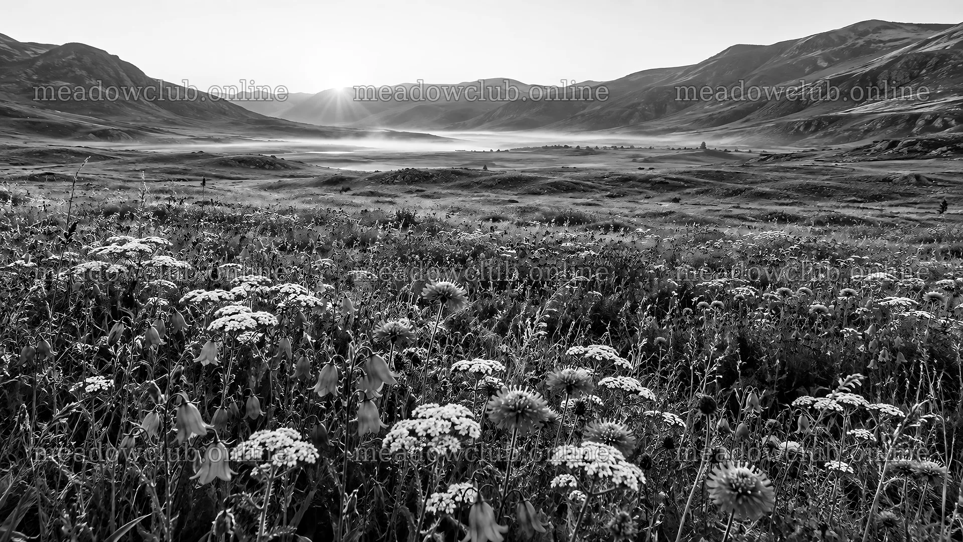 Monochrome Wildflower Meadow at Sunrise – meadow photos 10324x5812