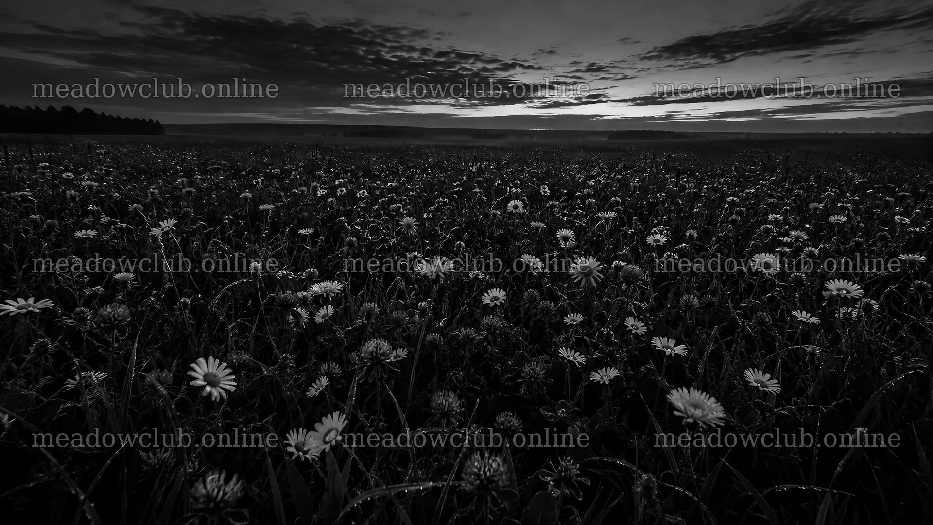 Dark Wildflower Meadow at Twilight – meadow photos 10324x5812