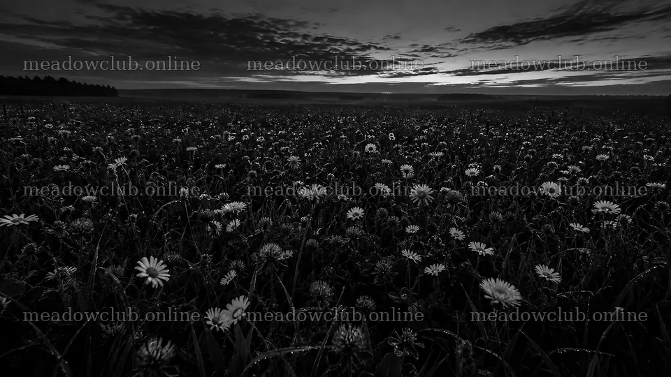 Dark Wildflower Meadow at Twilight – meadow photos 10324x5812
