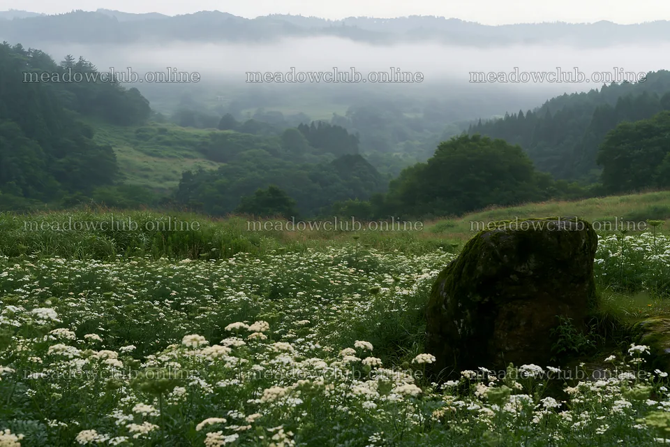 Misty meadow with moss covered stone in Shimane – meadow photos 9722x6480