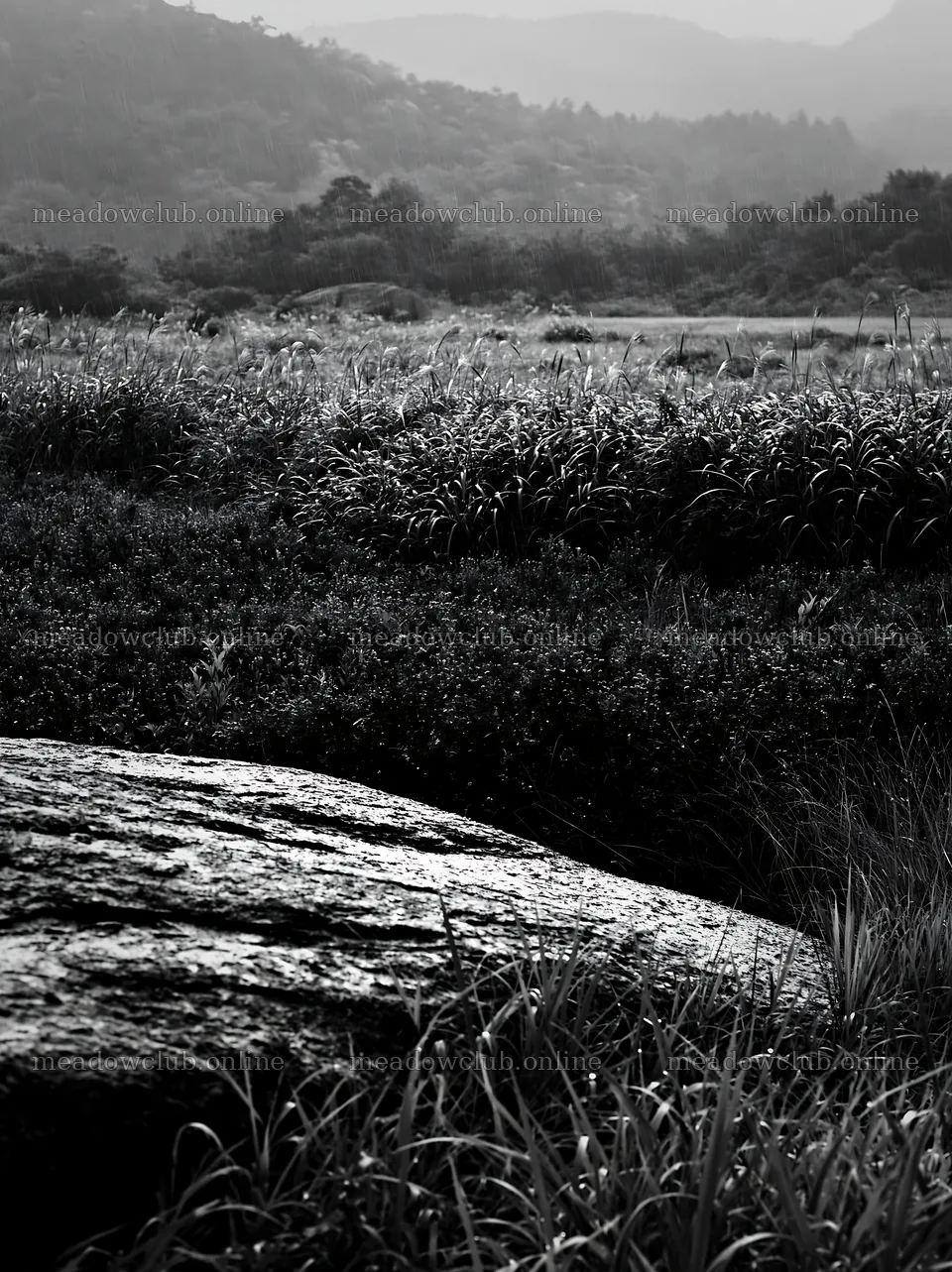 Hiroshima rainy meadow smooth rock foreground – meadow photos 6866x9174