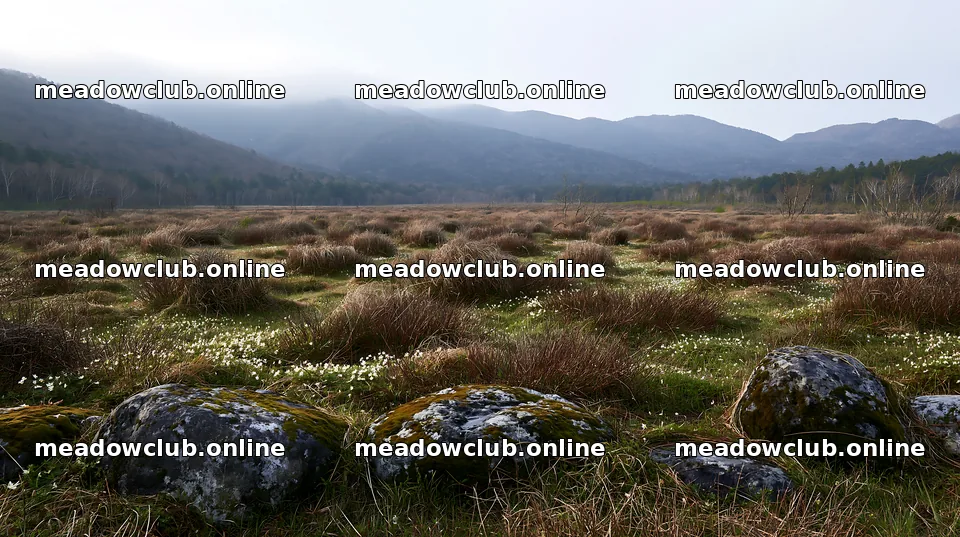Miyagi spring recovery meadow mossy stone with grassy landscape – meadow photos 10608x5938