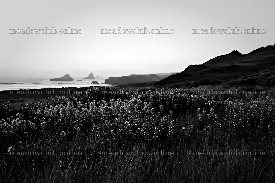 Beachside flower meadow at dusk with colorful wildflowers – meadow photos 9722x6480