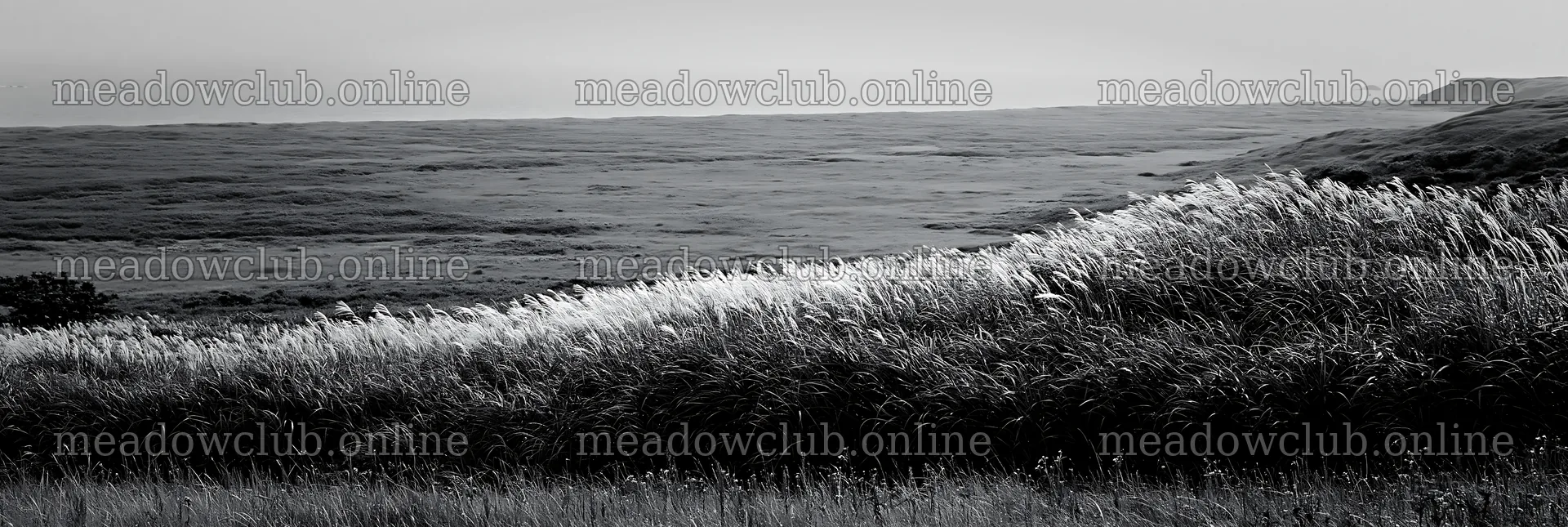 Fukui native grass meadow with rain droplets – meadow photos 13690x4602