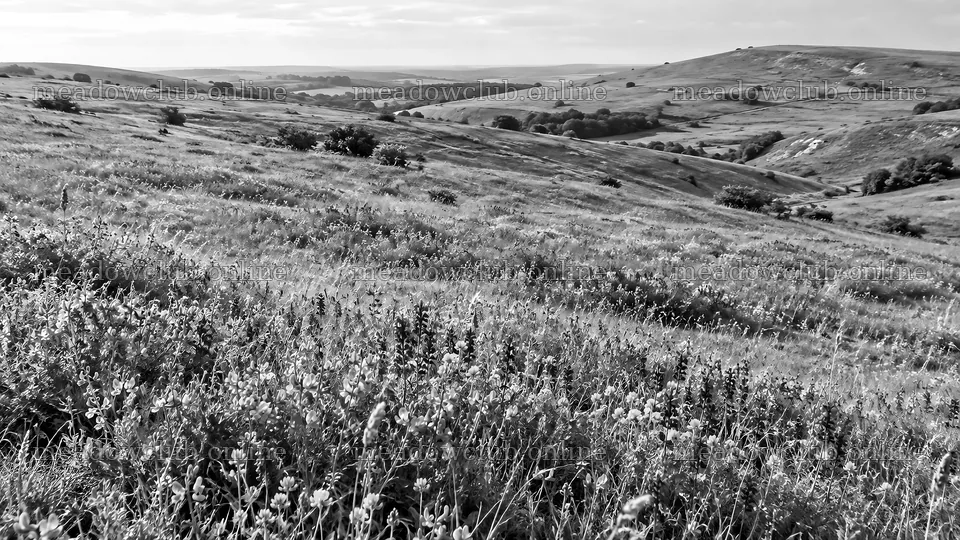 Wildflower Meadow Across Rolling Hills in Monochrome – meadow photos 10324x5812