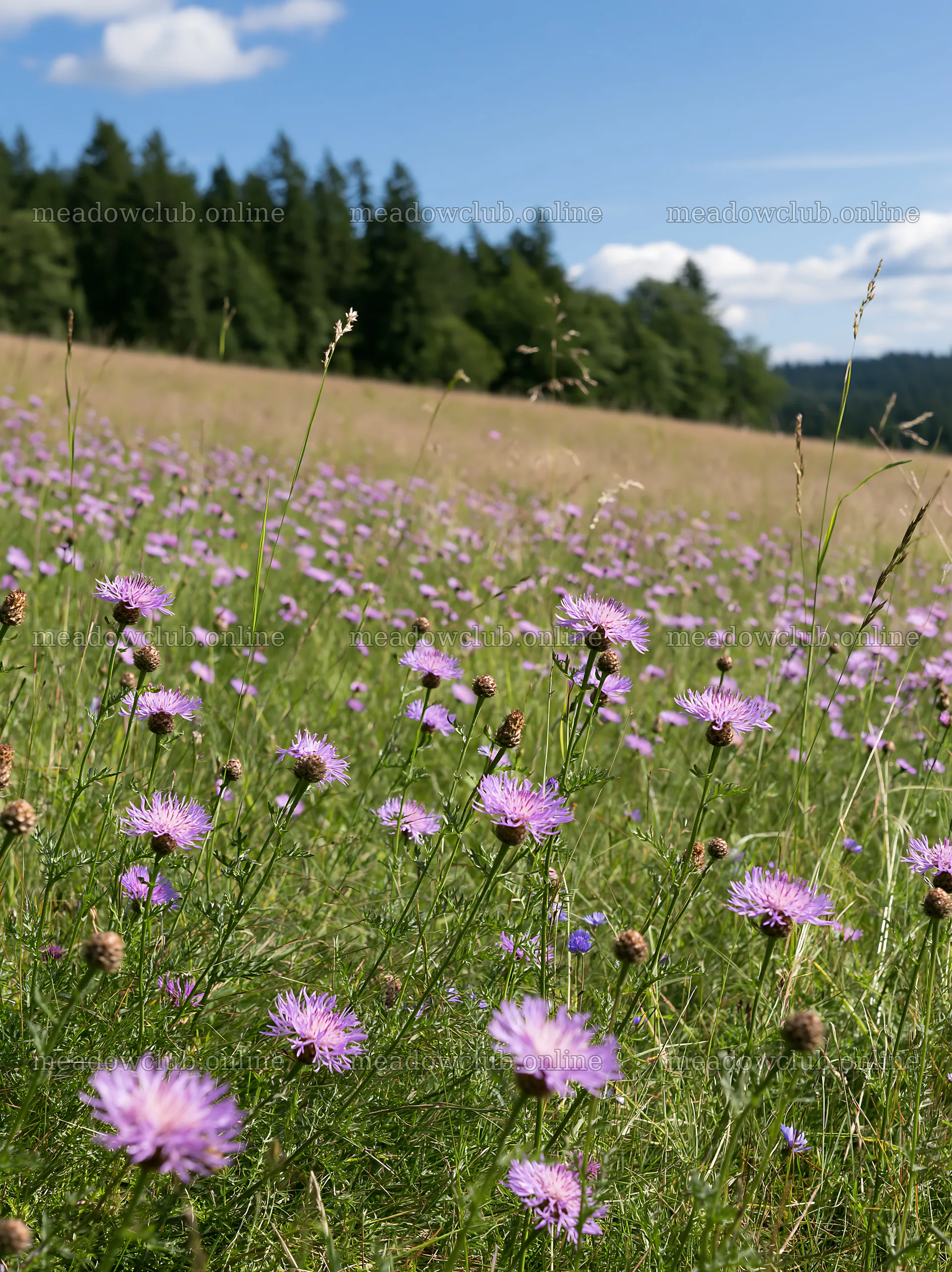 Sunny flowering herb meadow under blue sky – meadow photos 6866x9174