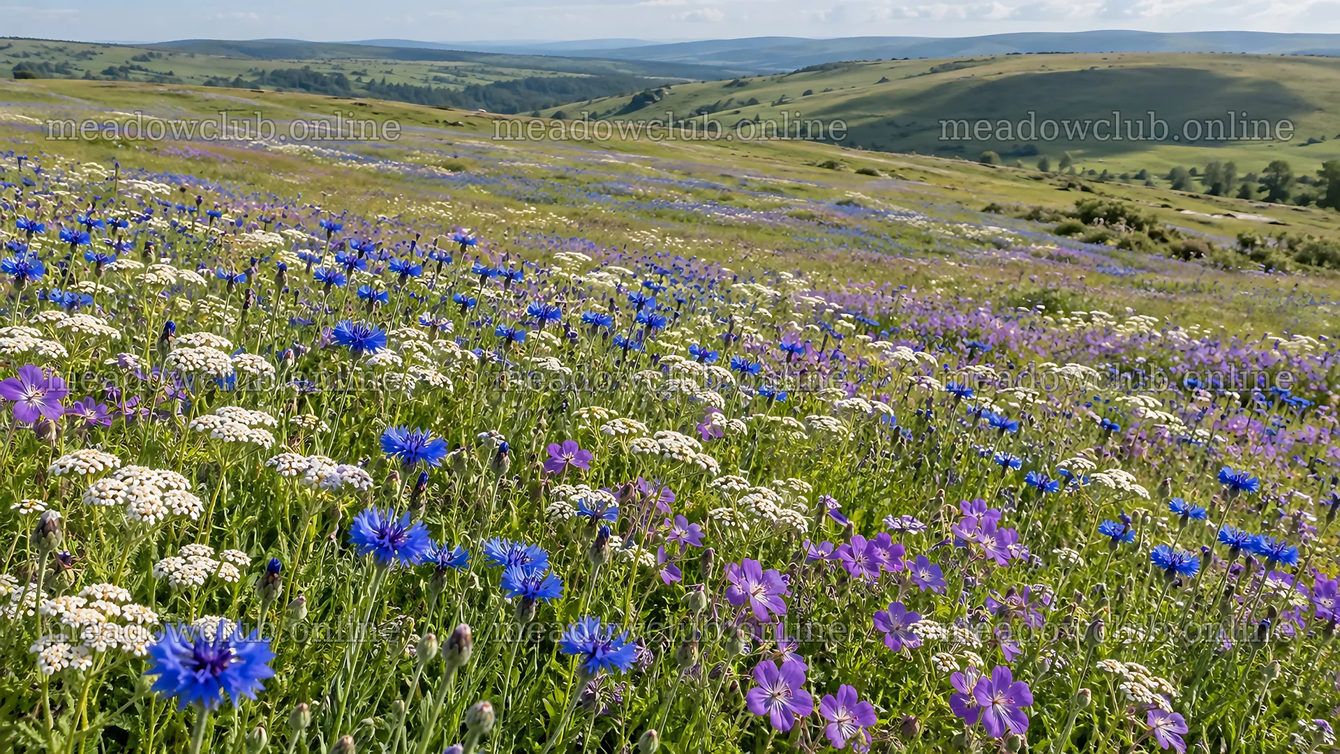 Colorful wildflowers across a sunlit hillside meadow – meadow photos 10324x5812