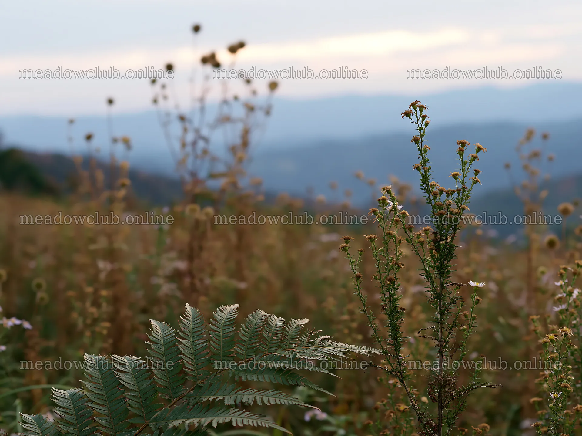Tokushima mountain meadow fern frond foreground – meadow photos 9174x6866