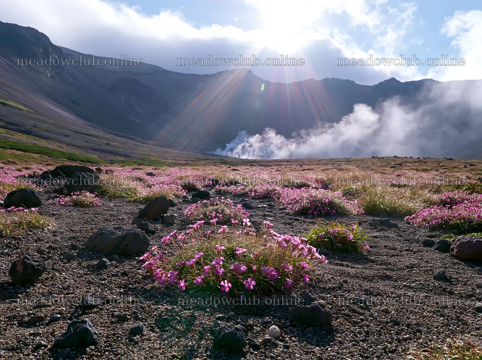 Daisetsuzan alpine meadow with light rays and blooming flowers – meadow photos 9174x6866