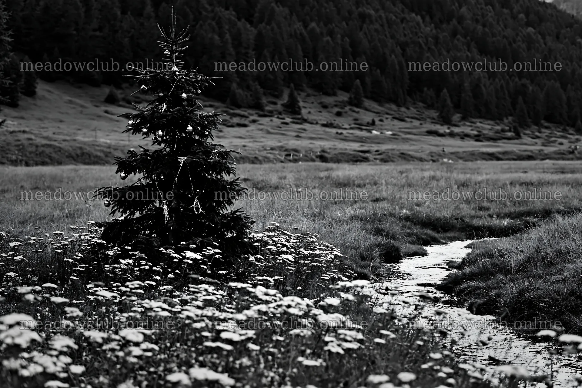Christmas tree along stream in meadow – meadow photos 9722x6480