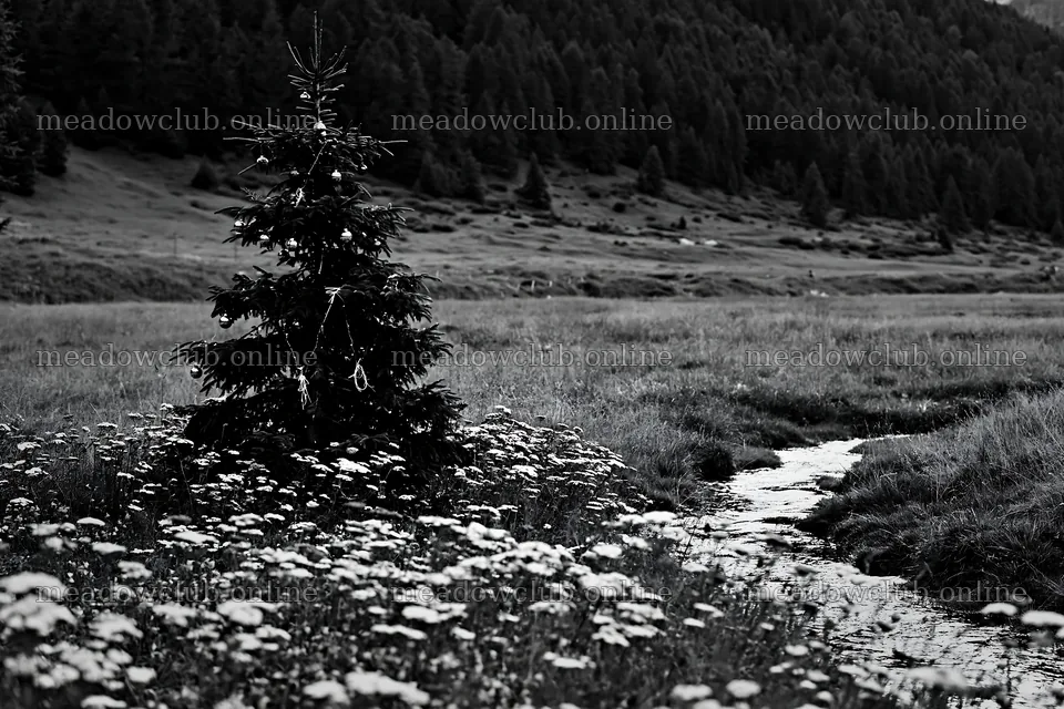 Christmas tree along stream in meadow – meadow photos 9722x6480
