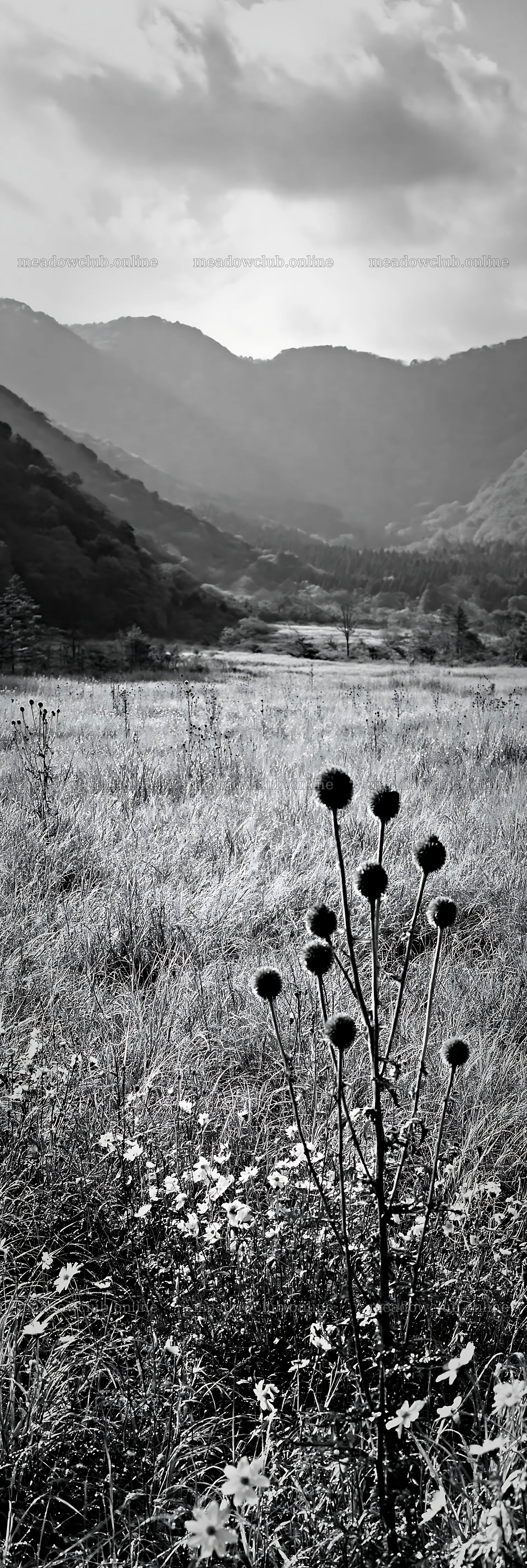 Golden meadow in Okayama with seedheads in the foreground – meadow photos 4602x13690