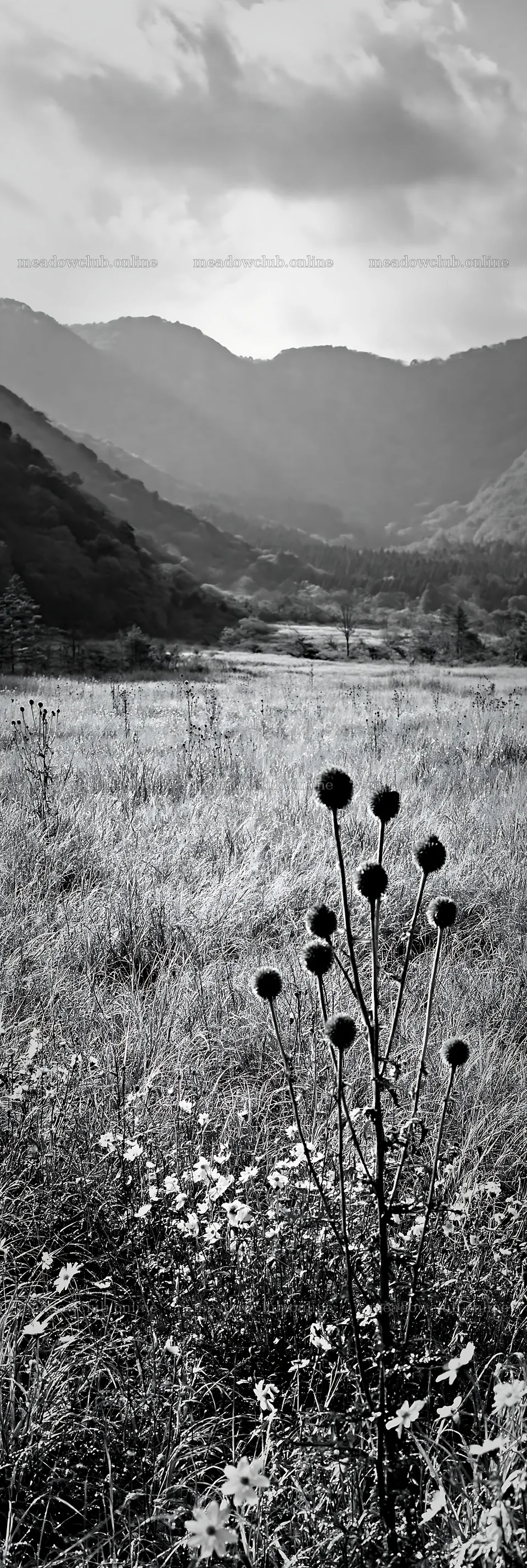 Golden meadow in Okayama with seedheads in the foreground – meadow photos 4602x13690