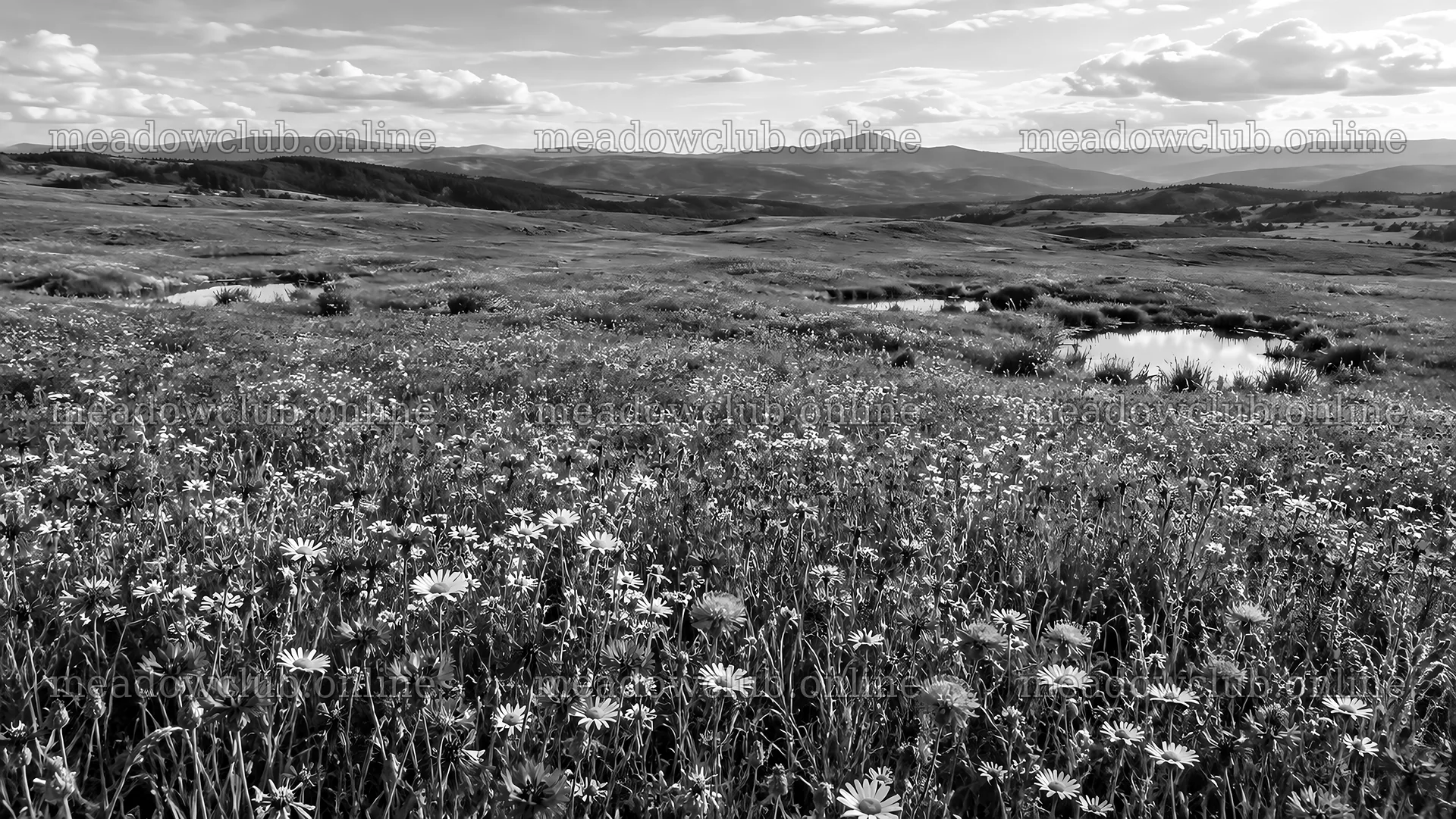 Monochrome Wildflower Meadow and Rolling Hills – meadow photos 10324x5812