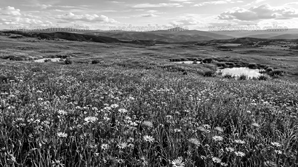 Monochrome Wildflower Meadow and Rolling Hills – meadow photos 10324x5812