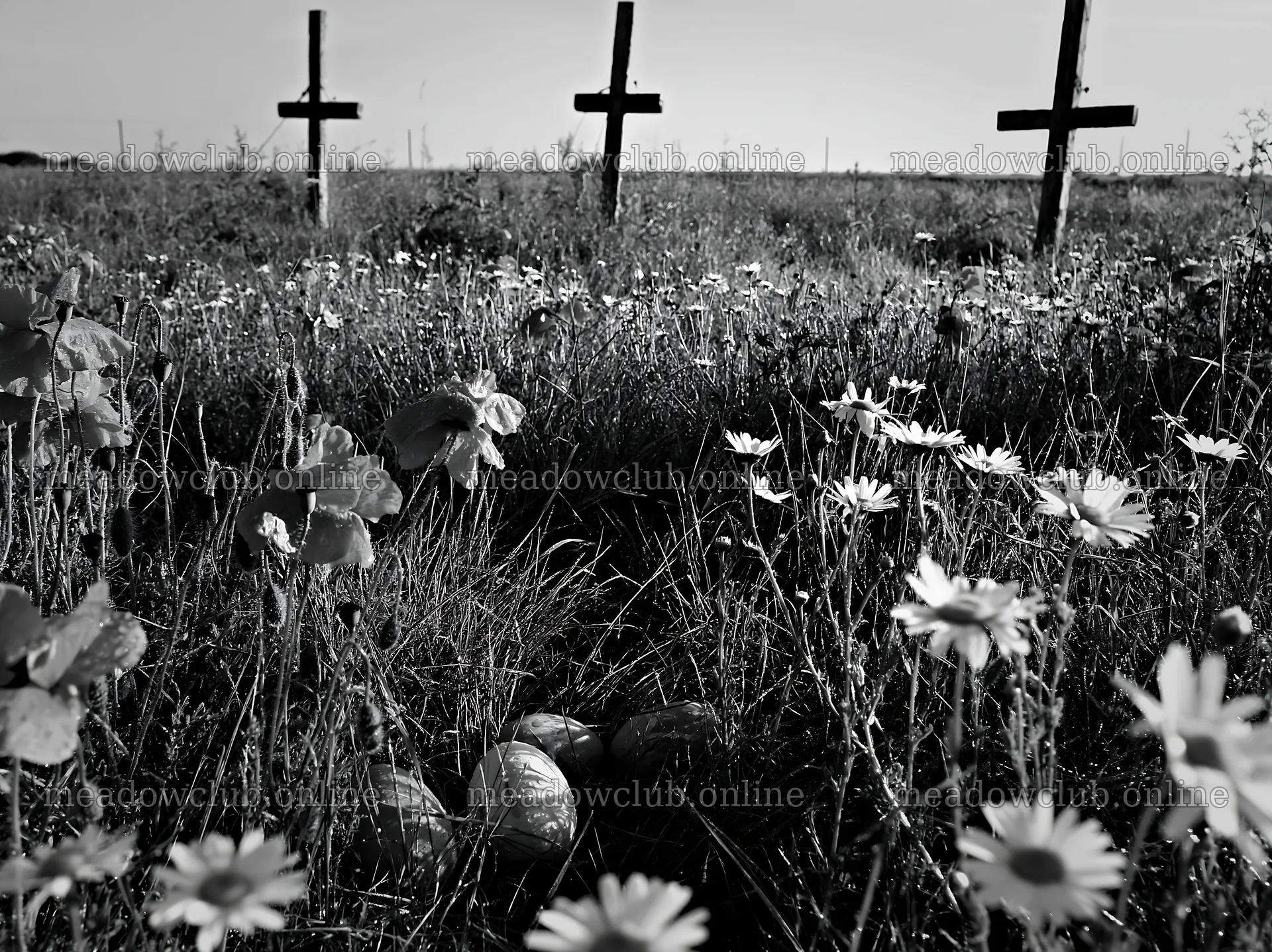 Christian crosses in rain soaked meadow with flowers – meadow photos 9174x6866