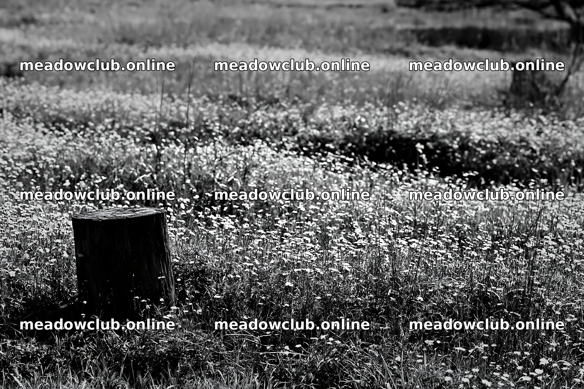Fukushima native meadow with weathered stump – meadow photos 9722x6480