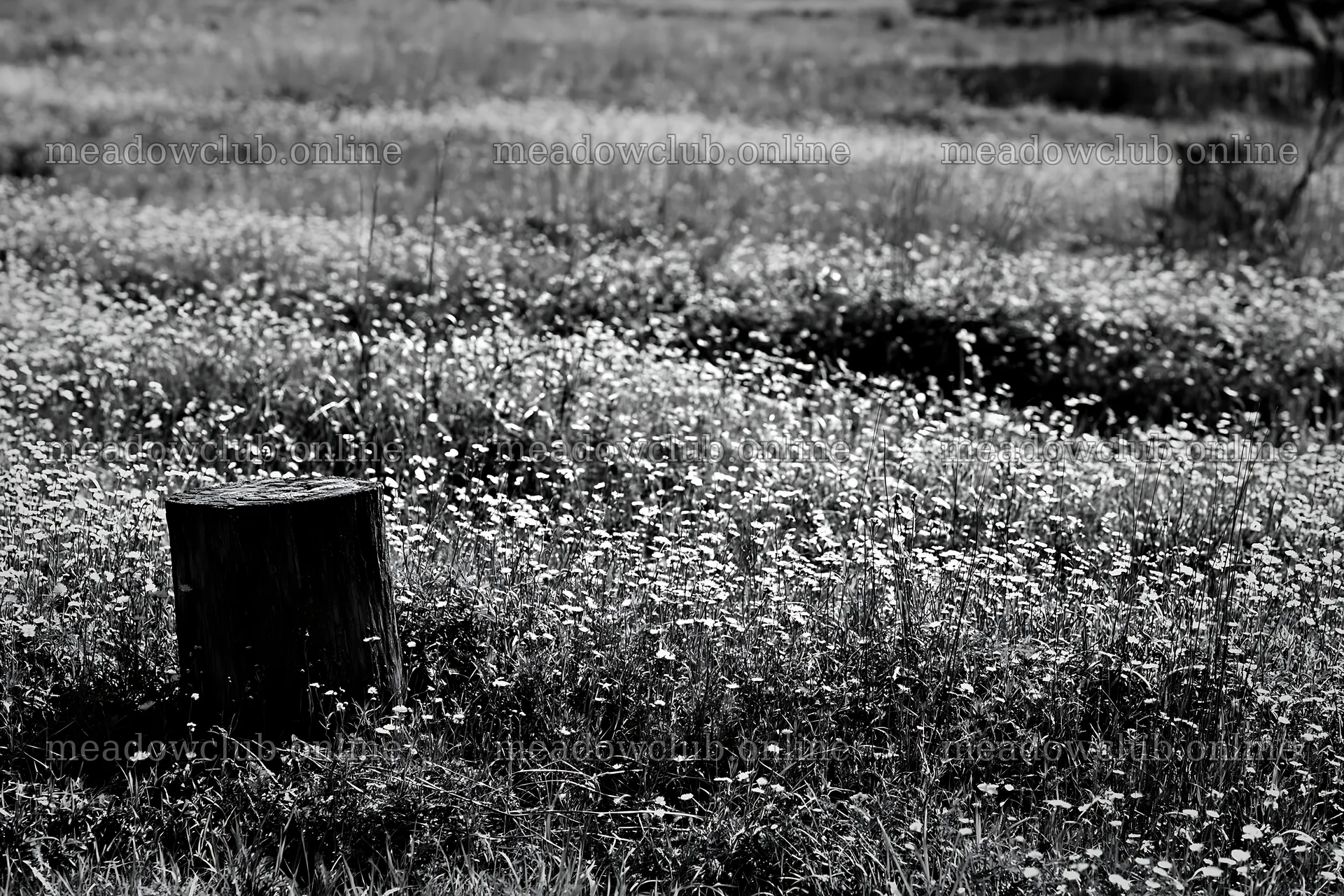 Fukushima native meadow with weathered stump – meadow photos 9722x6480