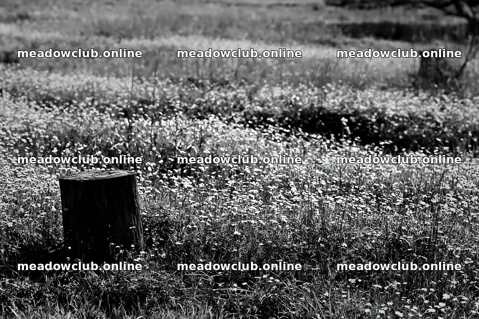 Fukushima native meadow with weathered stump – meadow photos 9722x6480