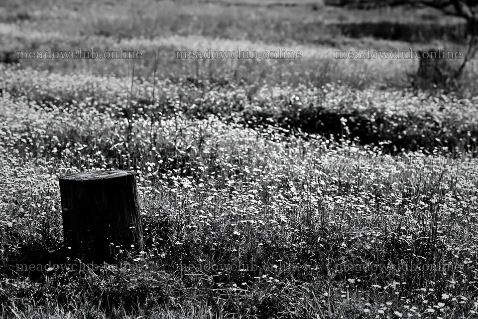 Fukushima native meadow with weathered stump – meadow photos 9722x6480