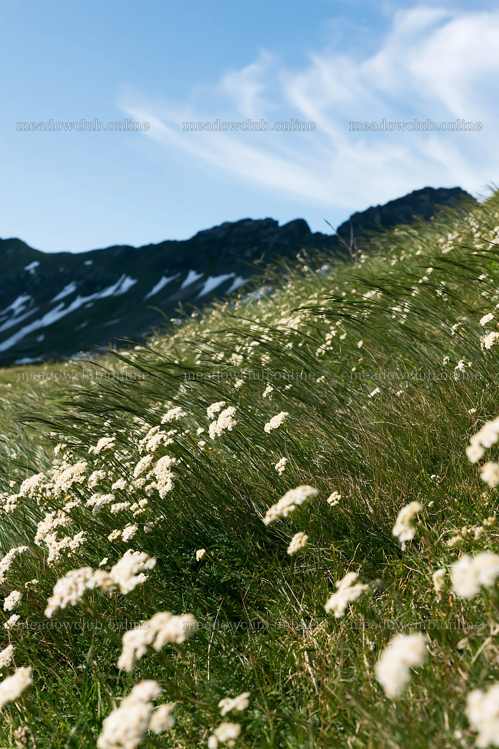 Yarrow blossoms in a meadow near mountain range – meadow photos 6480x9722