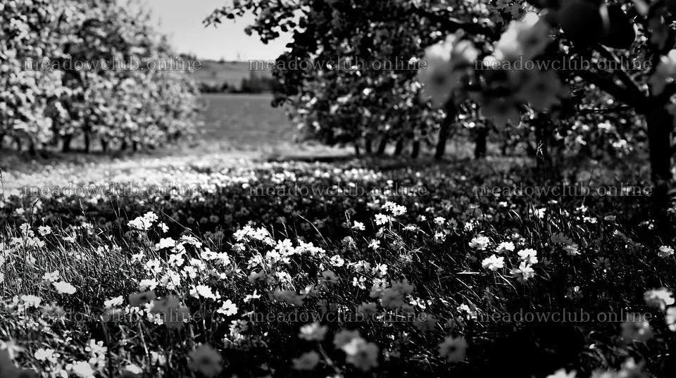 Lakeside orchard meadow with flowers in black and white – meadow photos 10608x5938