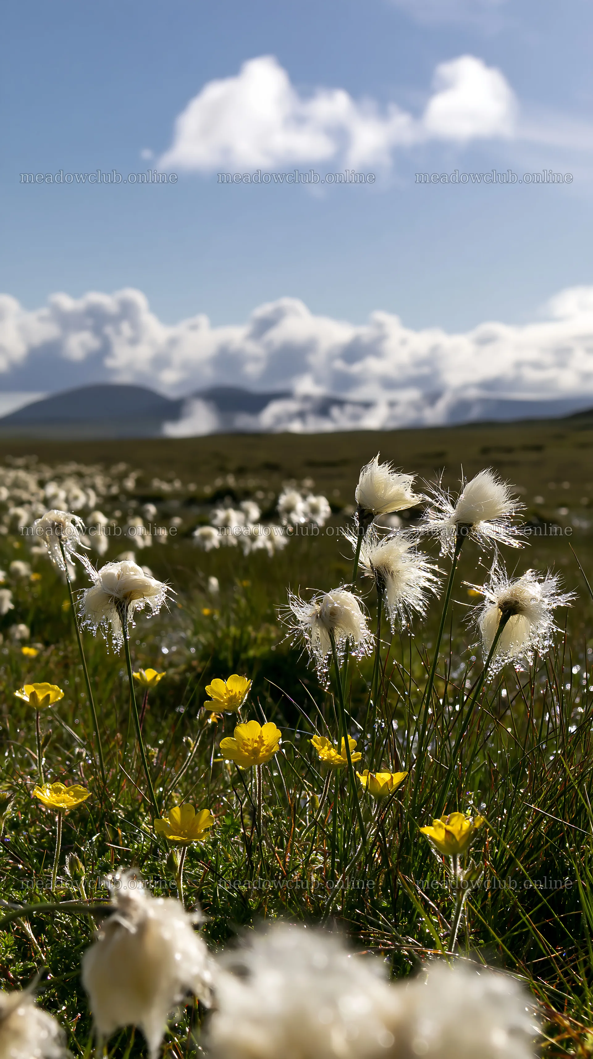Cottongrass meadow with yellow flowers under blue sky – meadow photos 5938x10608