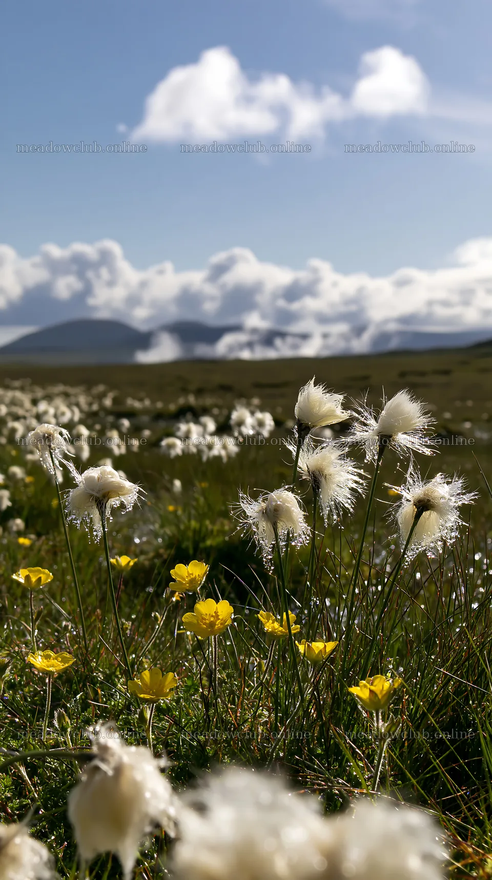 Cottongrass meadow with yellow flowers under blue sky – meadow photos 5938x10608