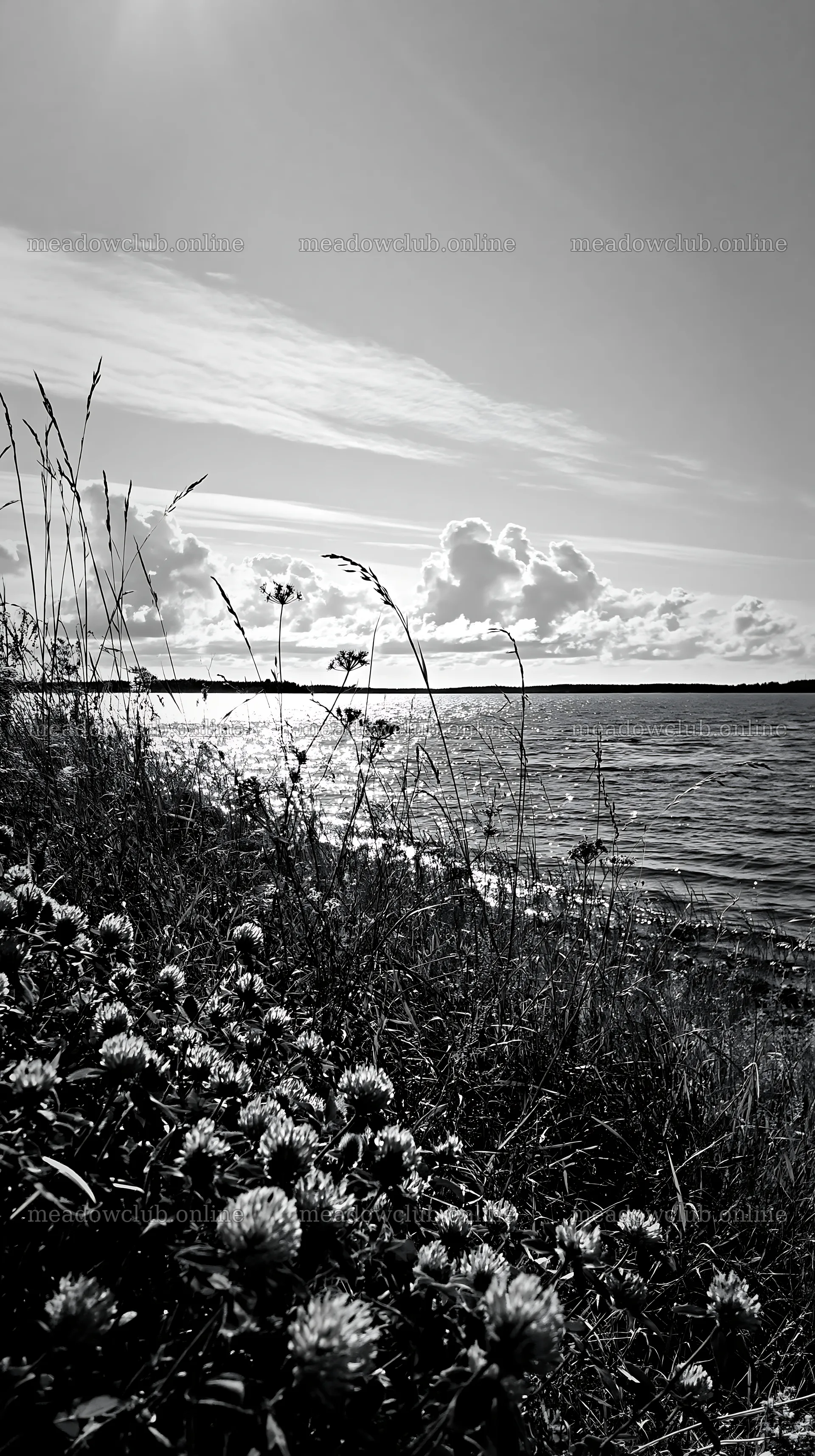 Sunlit lakeside meadow with flowers and water reflections – meadow photos 5938x10608