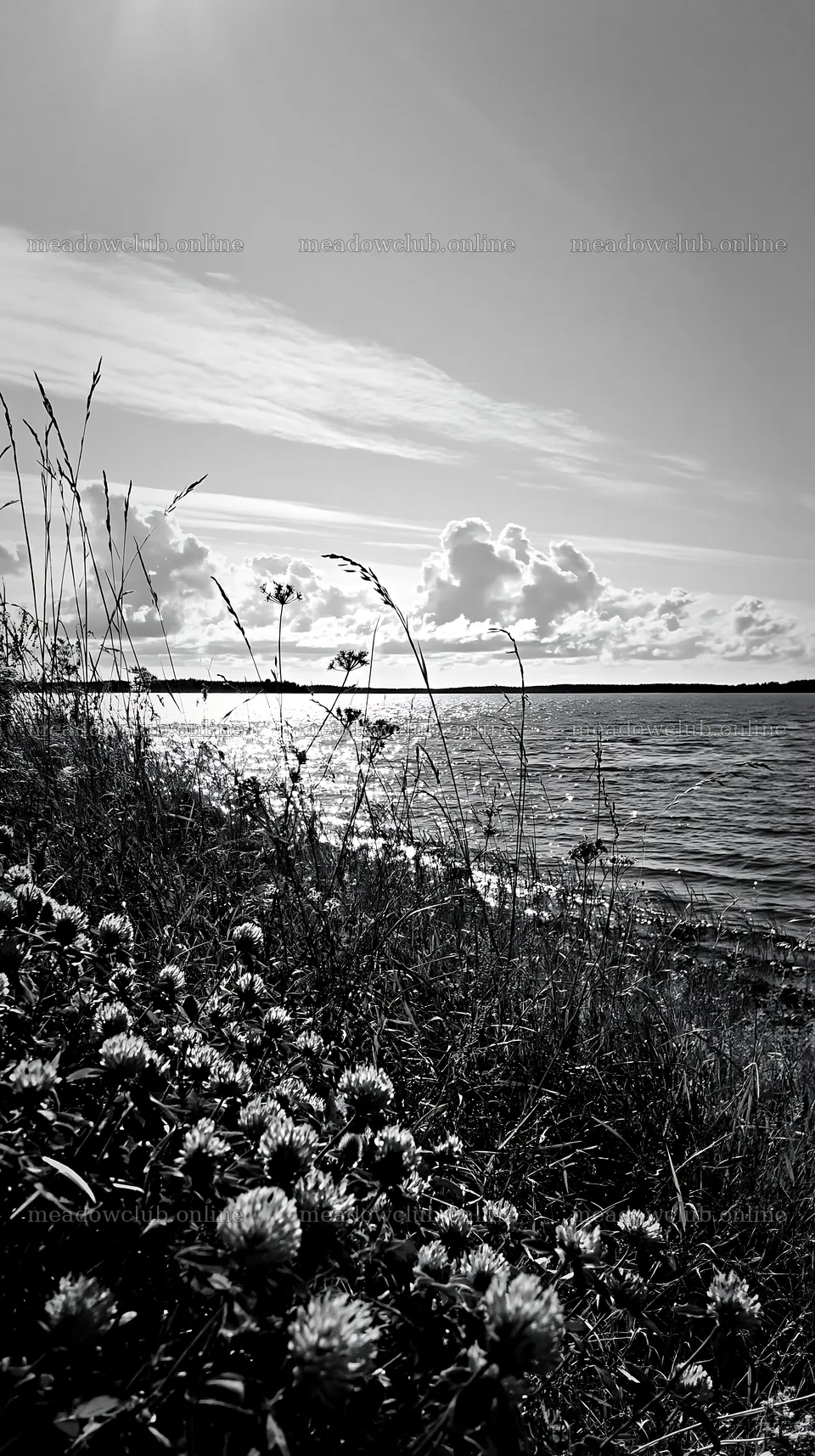 Sunlit lakeside meadow with flowers and water reflections – meadow photos 5938x10608