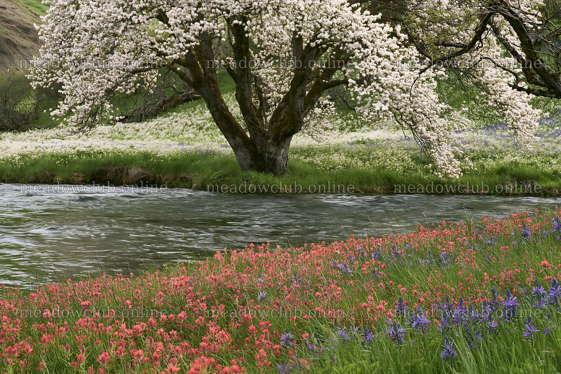 Colorful Easter meadow scene with a blooming tree – meadow photos 9722x6480