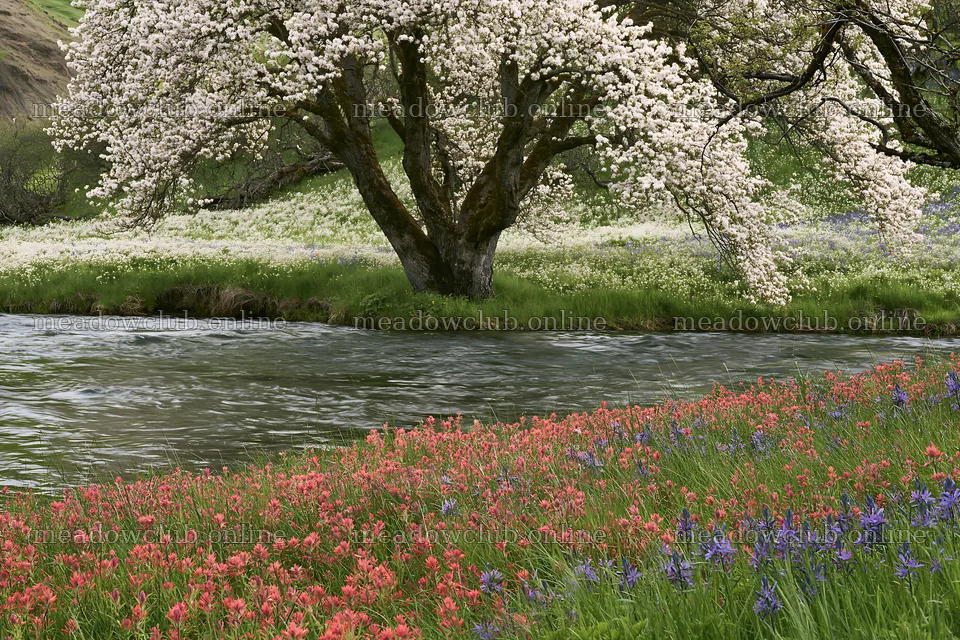 Colorful Easter meadow scene with a blooming tree – meadow photos 9722x6480