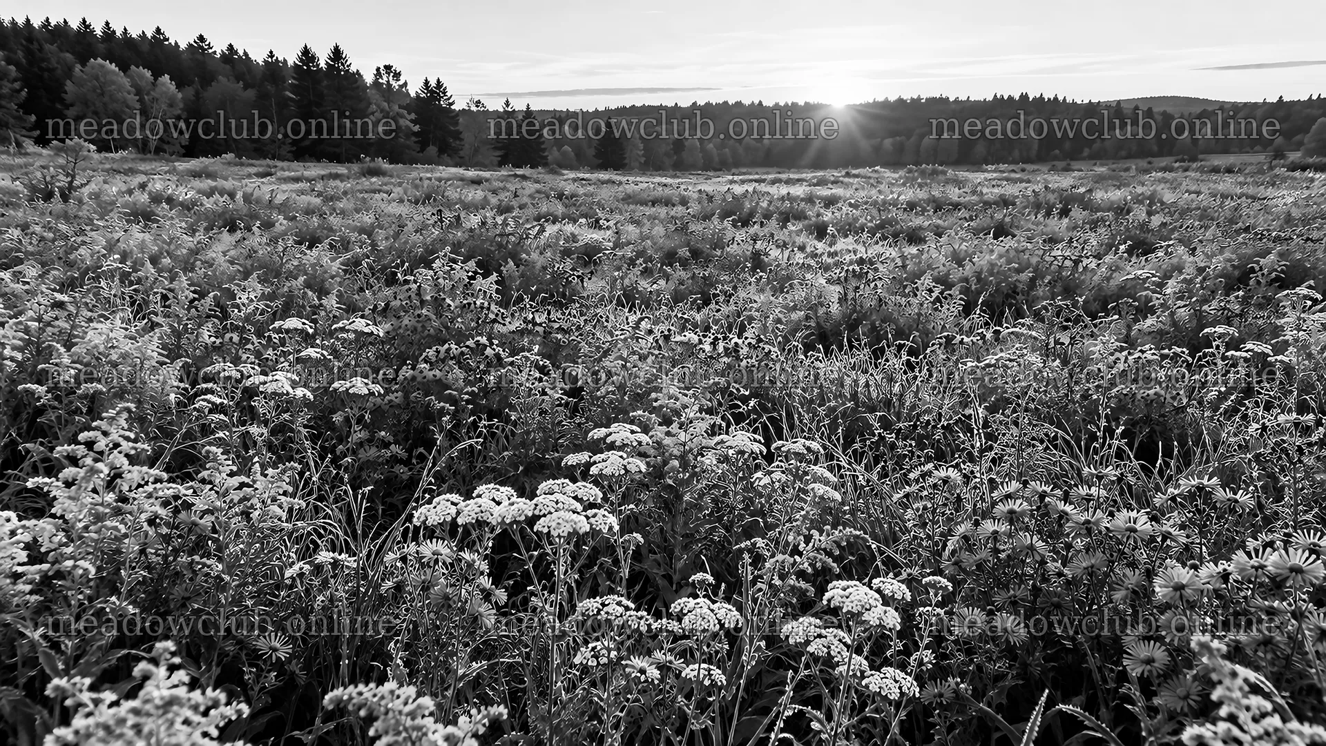 Monochrome Forest Clearing at Low Sun – meadow photos 10324x5812