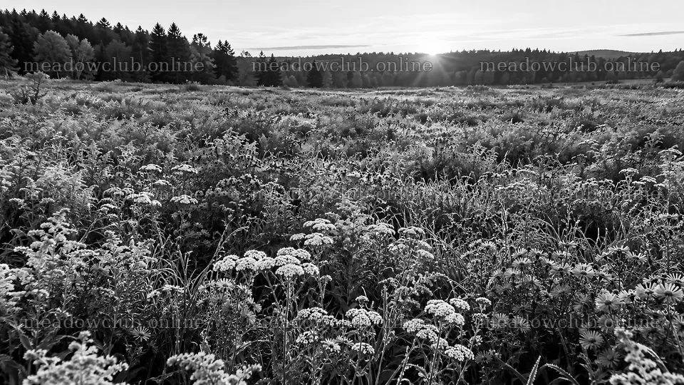 Monochrome Forest Clearing at Low Sun – meadow photos 10324x5812