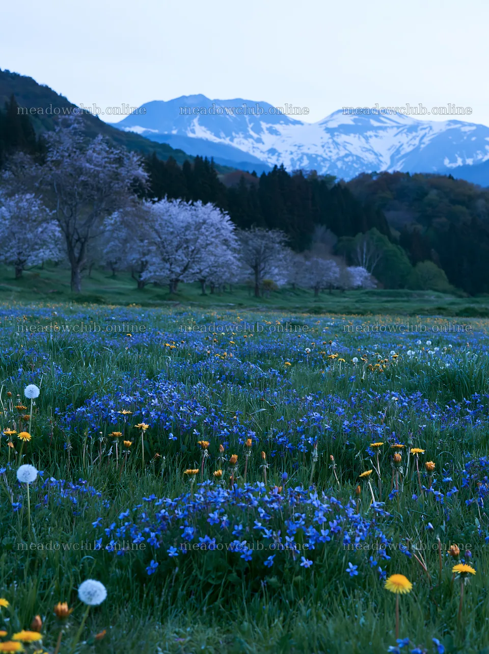 Spring orchard meadow with flowers and mountains in the background – meadow photos 6866x9174