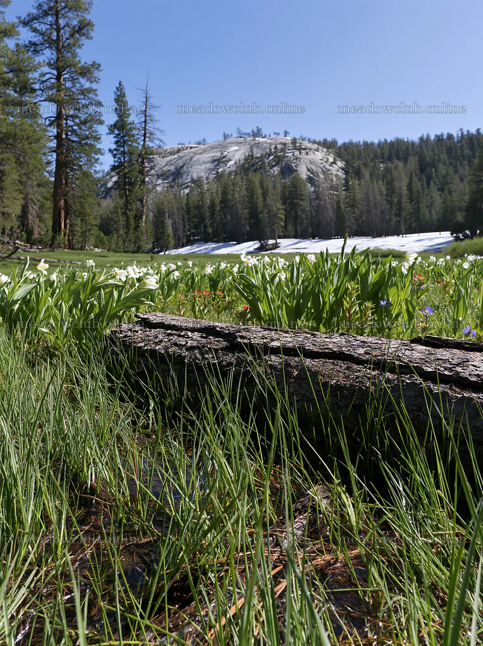 Weathered log in green meadow with mountain backdrop – meadow photos 6866x9174