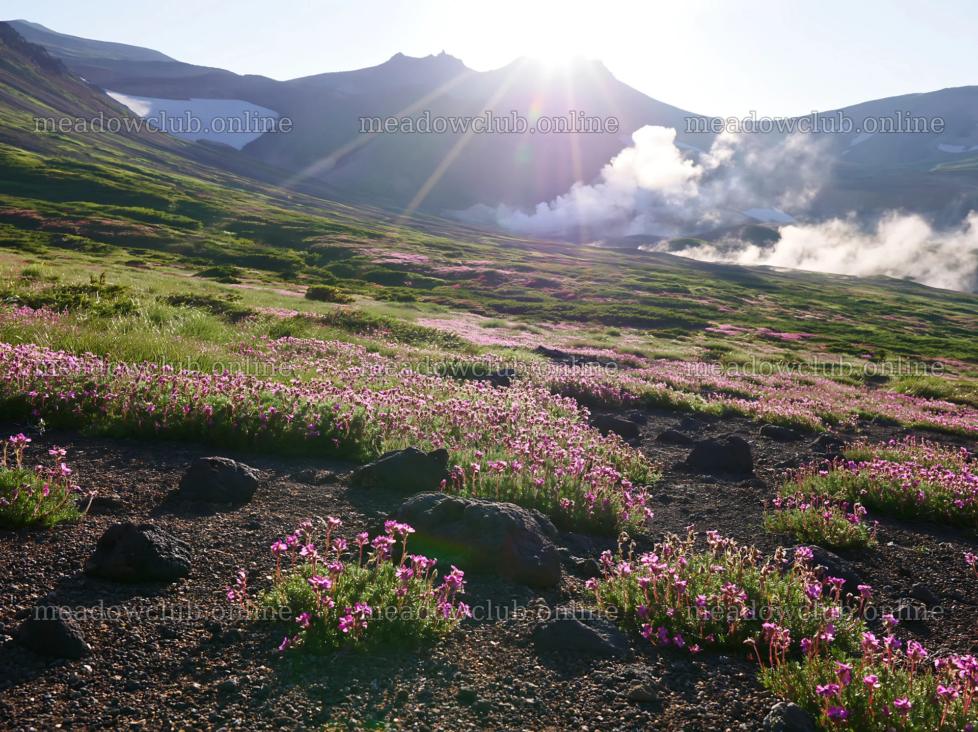 Light rays shine over Daisetsuzan alpine meadow with flowers – meadow photos 9174x6866