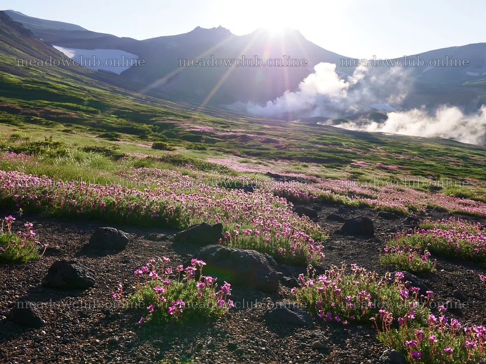 Light rays shine over Daisetsuzan alpine meadow with flowers – meadow photos 9174x6866