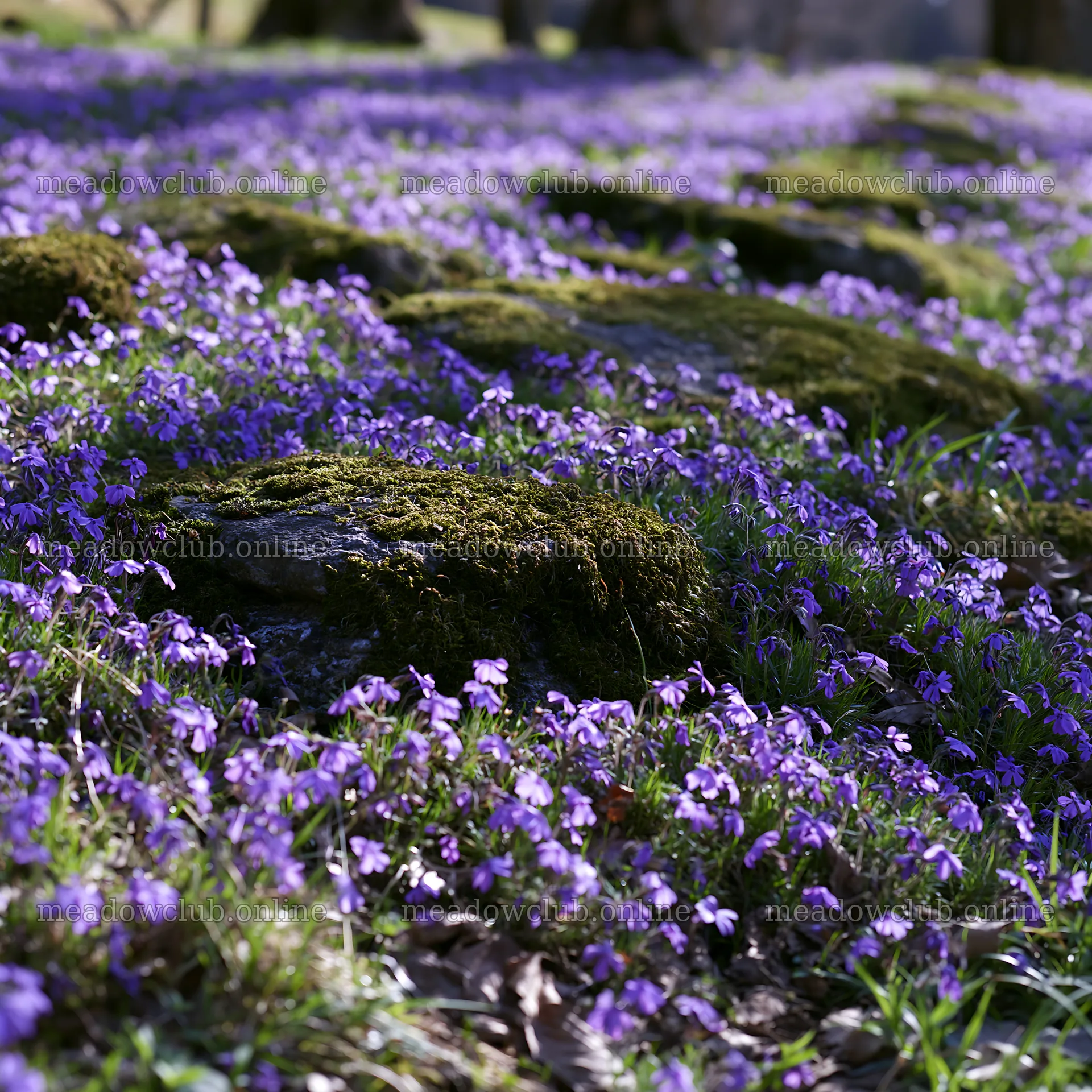 Miyagi spring meadow with mossy stones and purple flowers – meadow photos 7938x7938