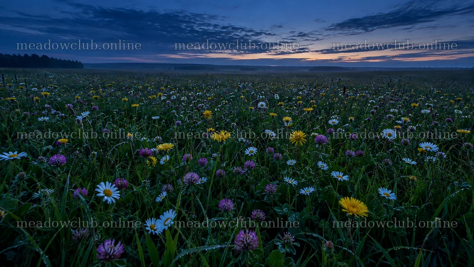 Dark Wildflower Meadow at Twilight – meadow photos 10324x5812