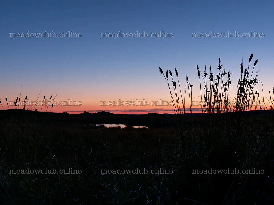 Meadow with seedheads at sunset near a calm water body – meadow photos 9174x6866
