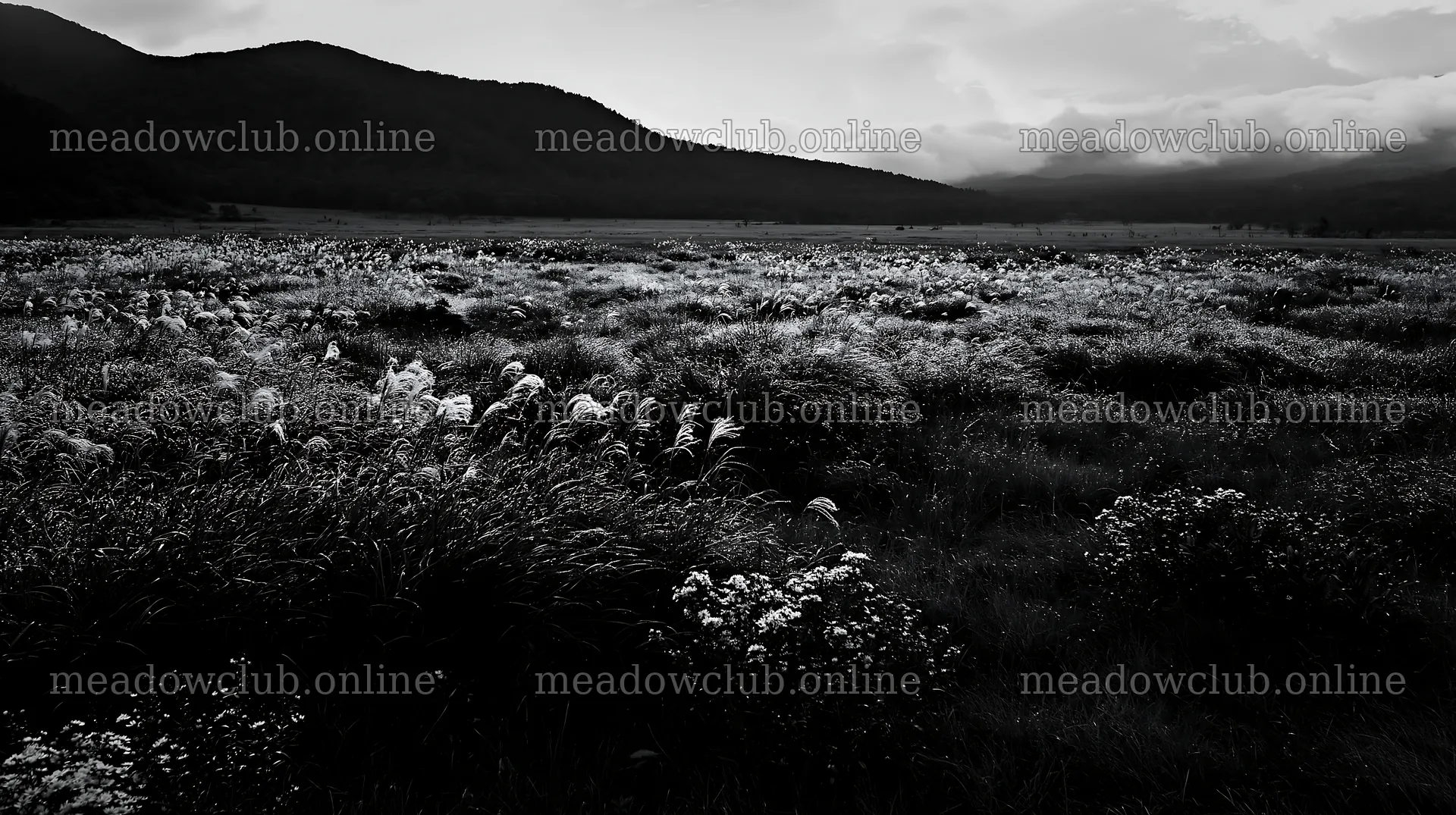 Biodiverse Nagano silver grass meadow with dew in black and white – meadow photos 10608x5938