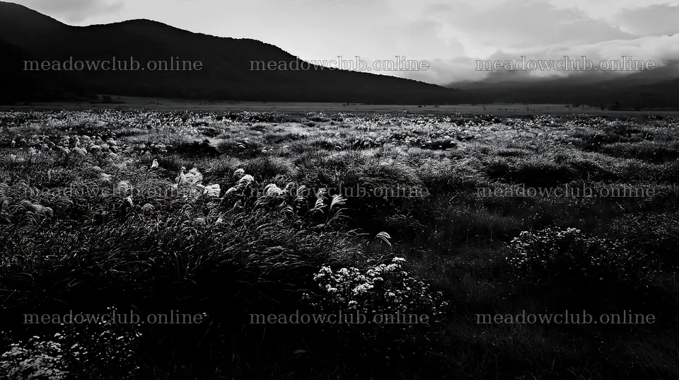 Biodiverse Nagano silver grass meadow with dew in black and white – meadow photos 10608x5938