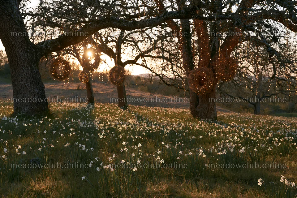 Wide Christmas meadow with fairy lights and native flowers – meadow photos 9722x6480