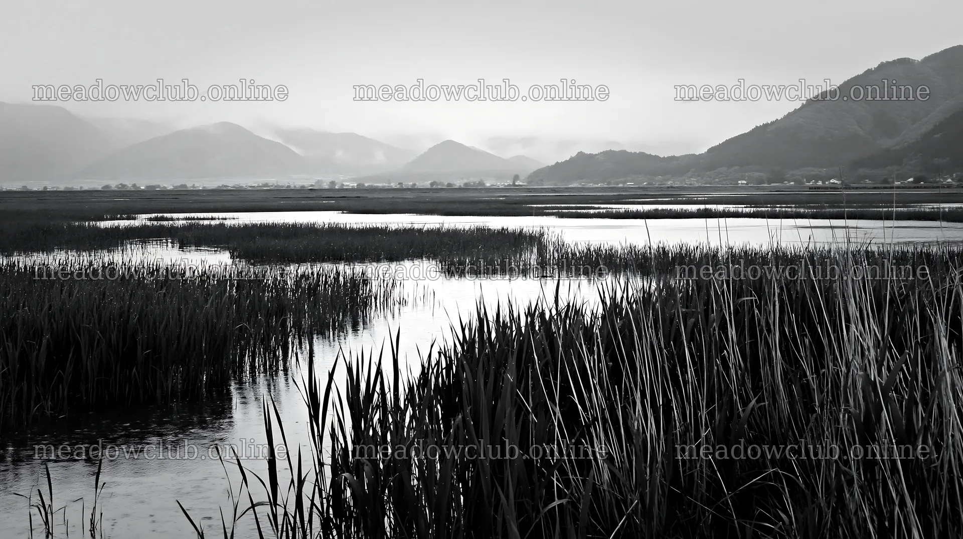 Shiga wetland meadow climate adaptation reeds in a natural setting – meadow photos 10608x5938