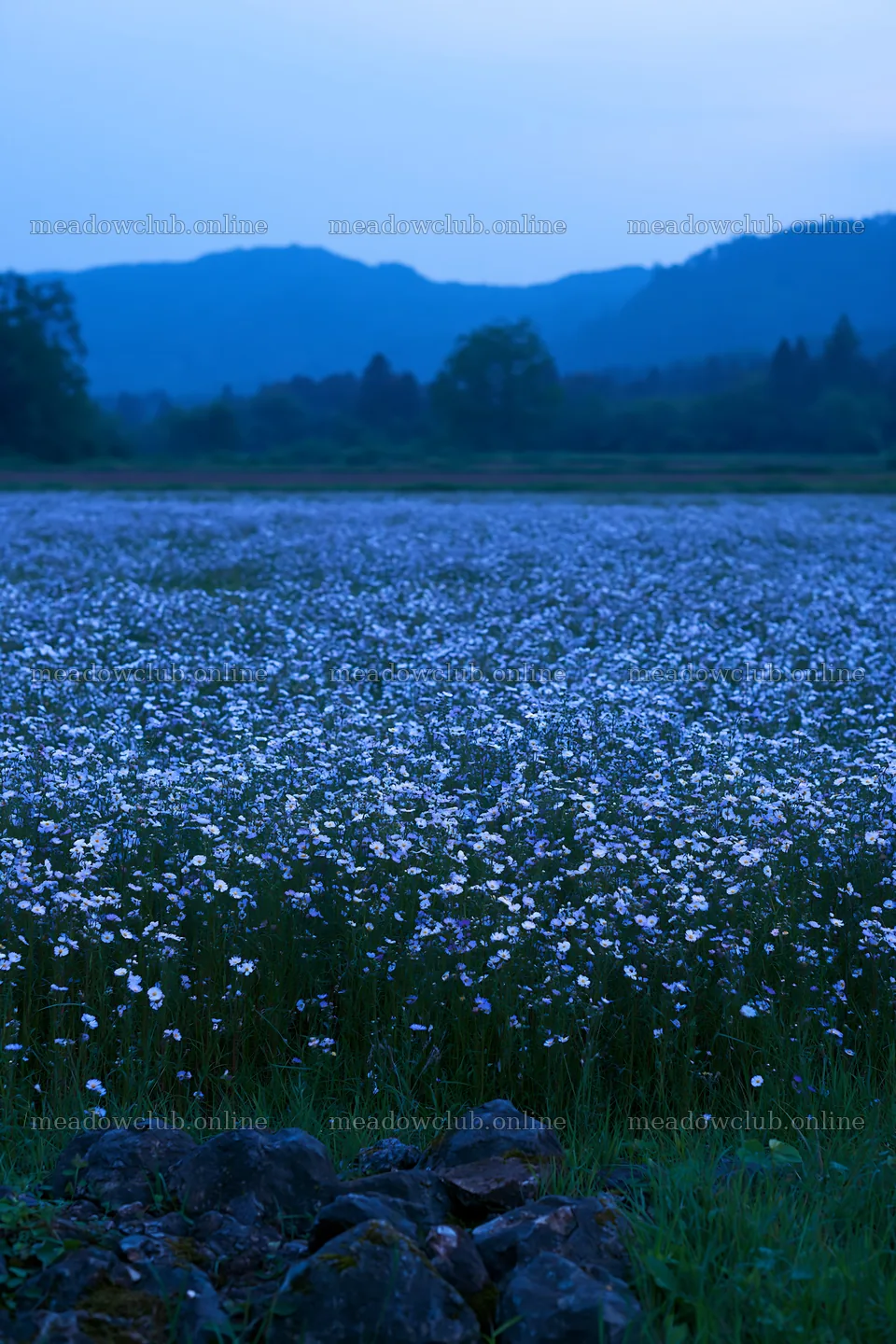 Kyoto spring wildflower meadow stone foreground – meadow photos 6480x9722
