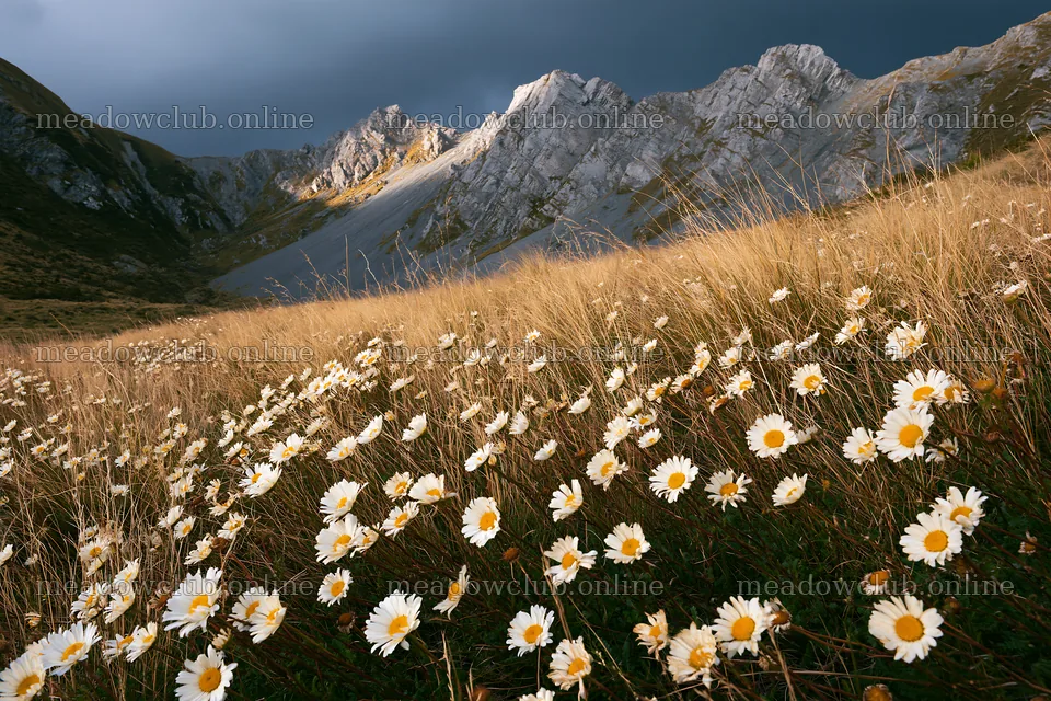 Meadow with wildflowers beneath rocky crags – meadow photos 9722x6480