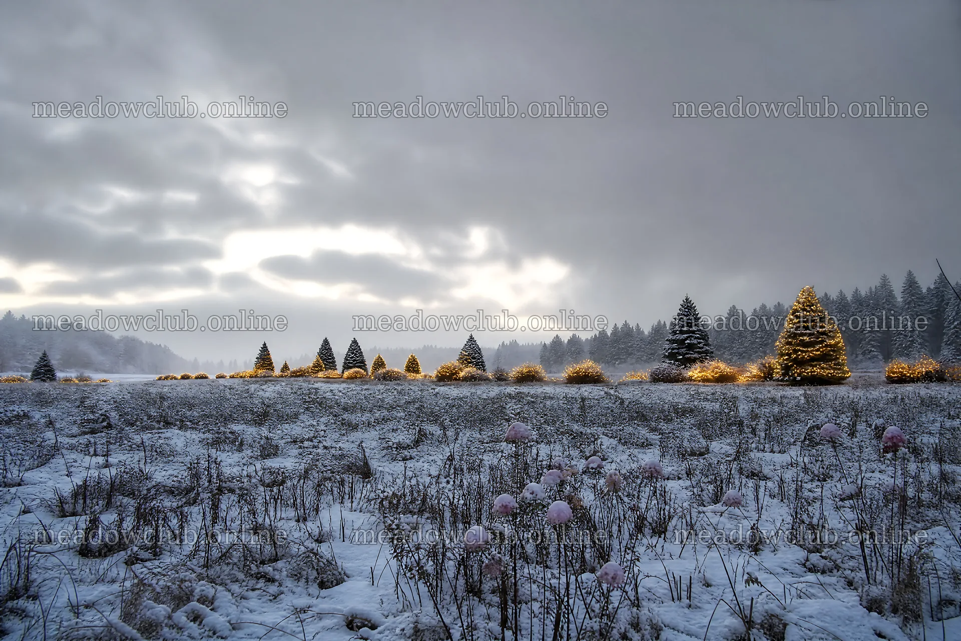 Vibrant Christmas lights across winter meadow – meadow photos 9722x6480