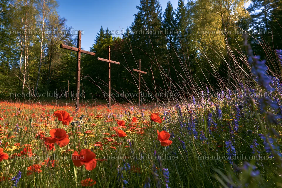 Three weathered crosses in a Christmas meadow – meadow photos 9722x6480