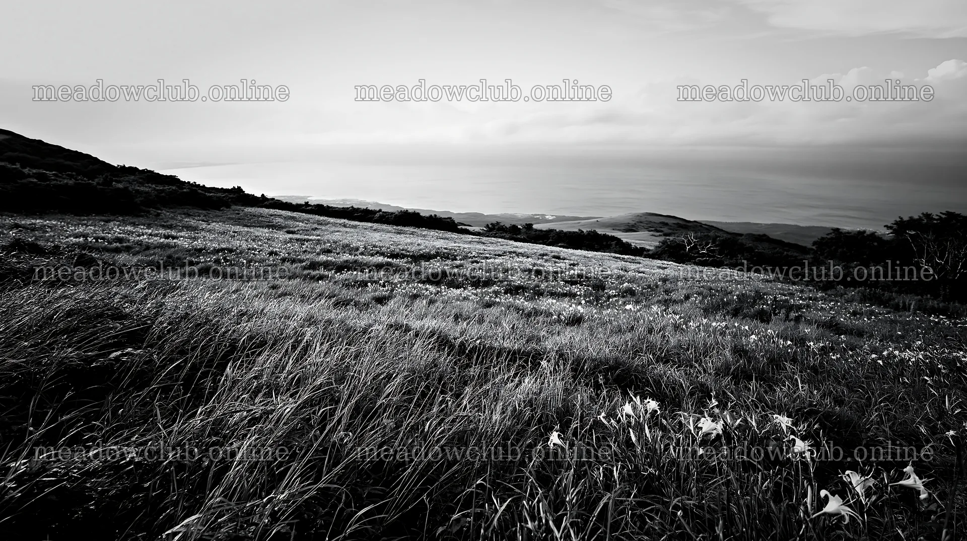 Iwate rain refreshed meadow seedhead foreground – meadow photos 10608x5938